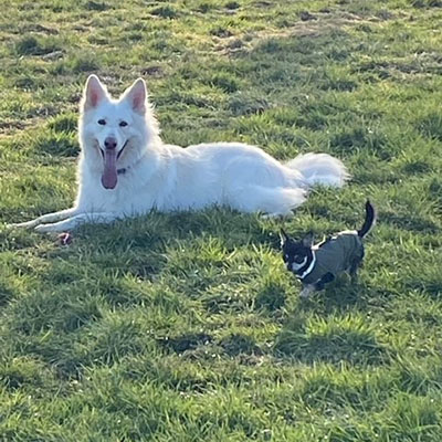 A white Alsatian and Chihuahua relaxing in the dog field